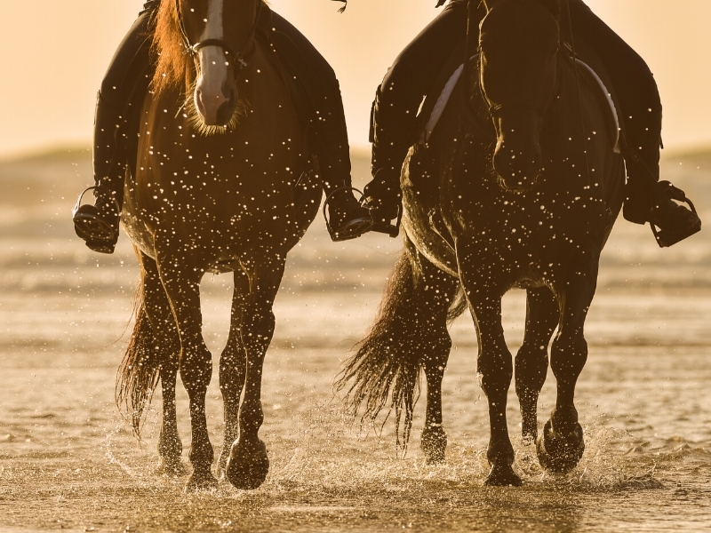 Horse Riding